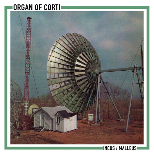 Organ Of Corti - Incus / Malleus 7